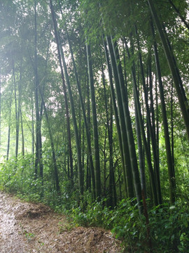 山林 竹林 毛竹 竹子 竹海