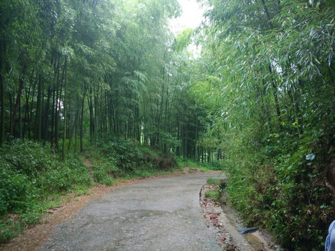 山路 竹林 毛竹 竹子 竹海