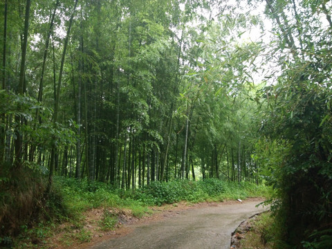 山路 竹林 毛竹 竹子 竹海