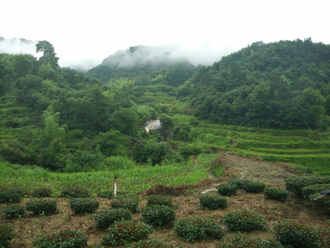 山 大山 云雾