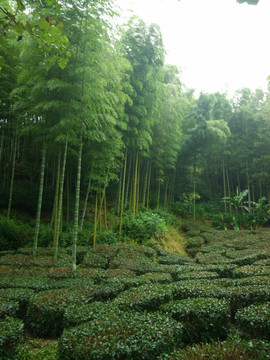 山 大山  竹林 茶树