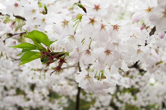 樱花