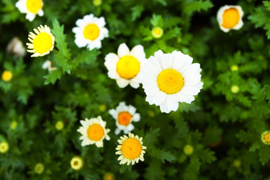 野菊花