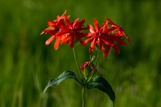 山野花