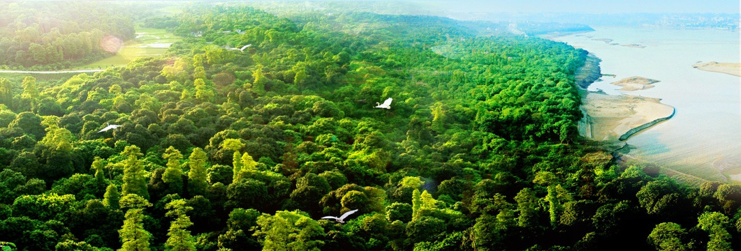 桂圆林风景