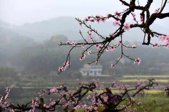 九溪桃花