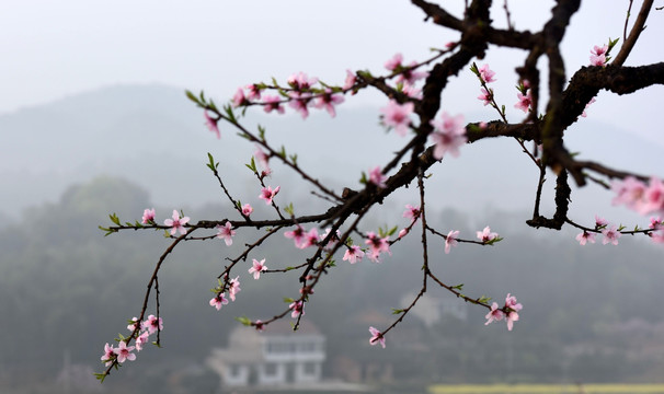 九溪桃花