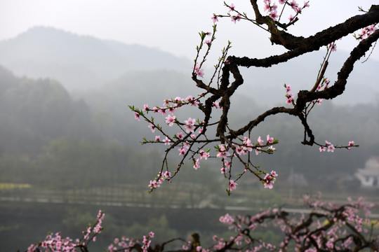 九溪桃花