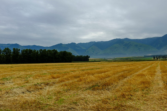 田野