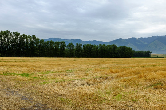 田野