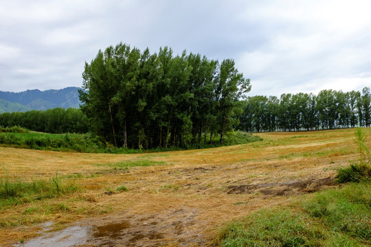 麦田