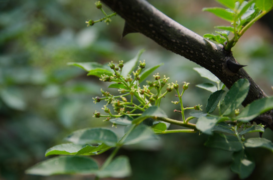 花椒树 花椒 花椒芽