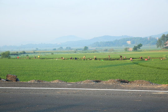 田野