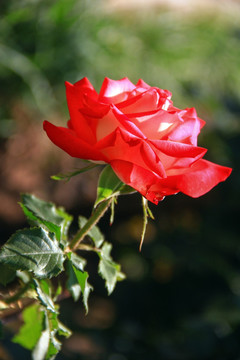 红色玫瑰 一支玫瑰花