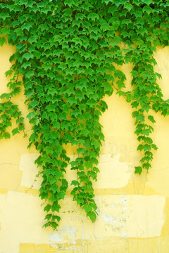 绿色爬山虎 植物墙