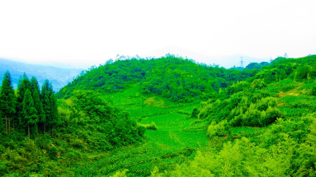 山顶庄稼地 山野 山顶风光