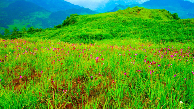 山花烂漫 原野