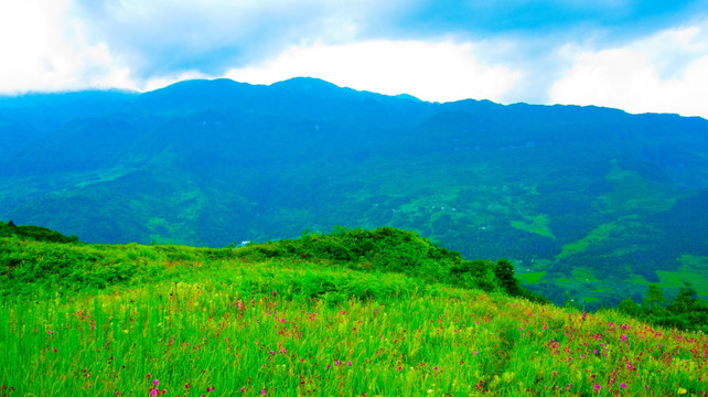 山花 野花 山野