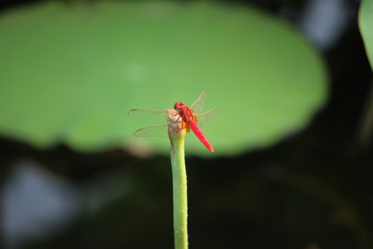 红蜻蜓