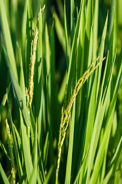 水稻抽穗 水稻开花