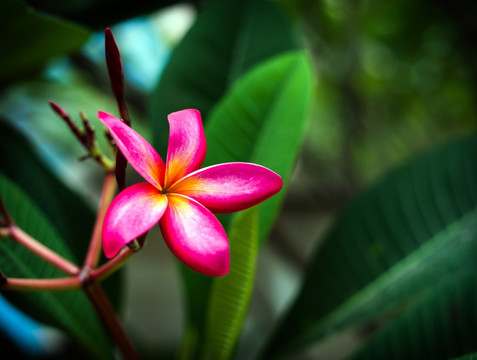 夹竹桃 红花夹竹桃 花卉