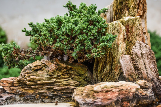 假山假石松树盆景