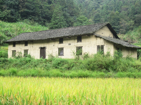水稻 老屋 村庄