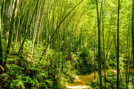 阳光竹林小路