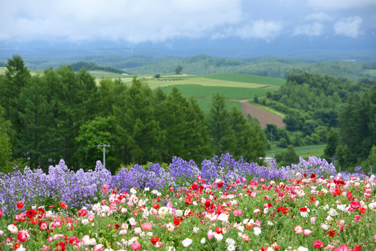 日本北海道四季彩之丘农场