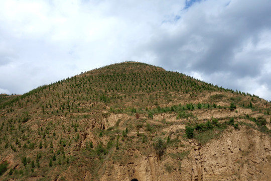 黄土高坡 封山育林