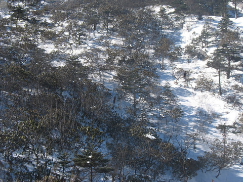 雪山林地