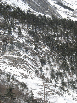 雪山林地