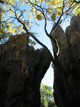 树与石