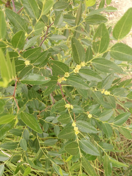 枣花 枣树 酸枣