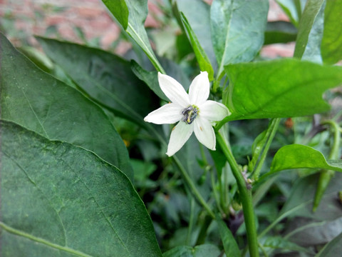 辣椒花