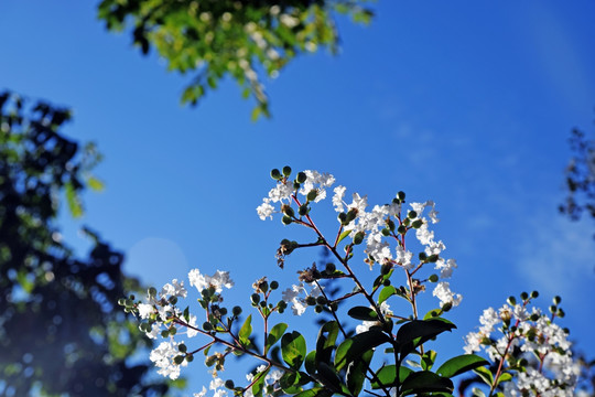 阳光下的花儿