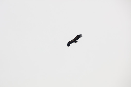天空中飞翔的秃鹫