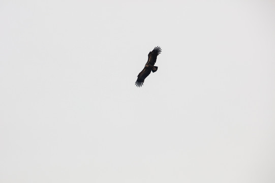 天空中飞翔的秃鹫