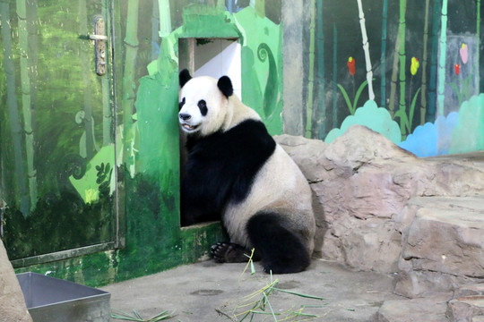 在吹风的大熊猫