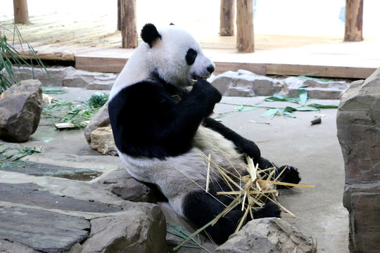 吃竹子的大熊猫