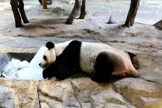 抱冰块的大熊猫