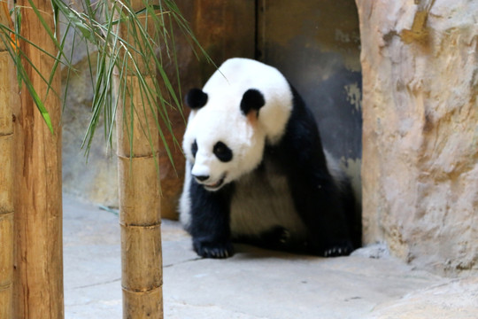 熊猫背景