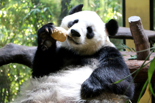 吃东西的大熊猫 国宝