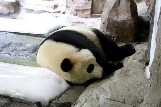 大熊猫睡冰块