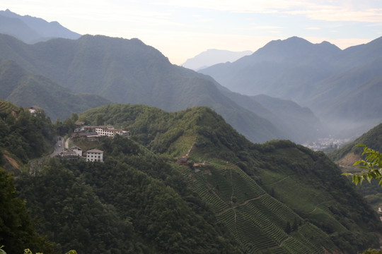 高山丘壑 植被