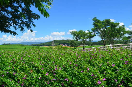 草丛风景图