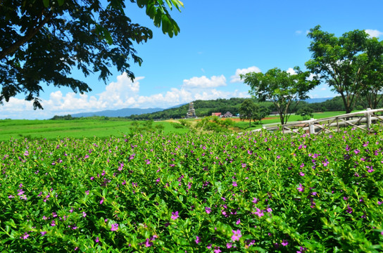 绿色植物风景图