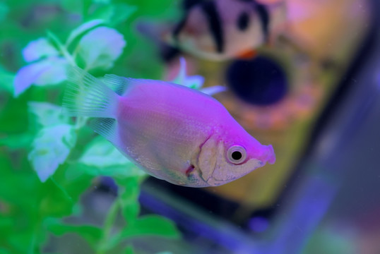 熱帶魚