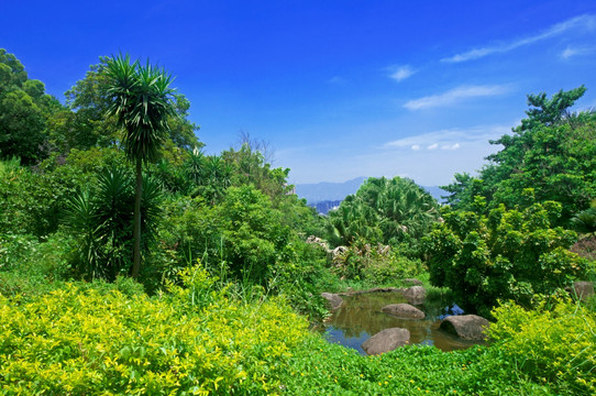 山顶园林绿油油