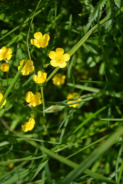 小野花